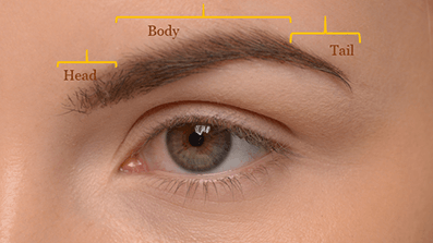 Appropriate anatomy of the eyebrows based on aesthetic purposes