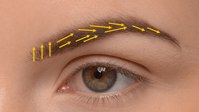 Appropriate anatomy of the eyebrows based on aesthetic purposes
